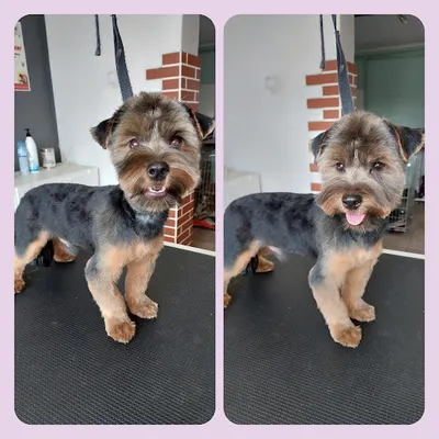 Salon Pielęgnacji i Hotel Dla Psów "Marley"